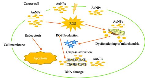 Anticancer Effects of I.